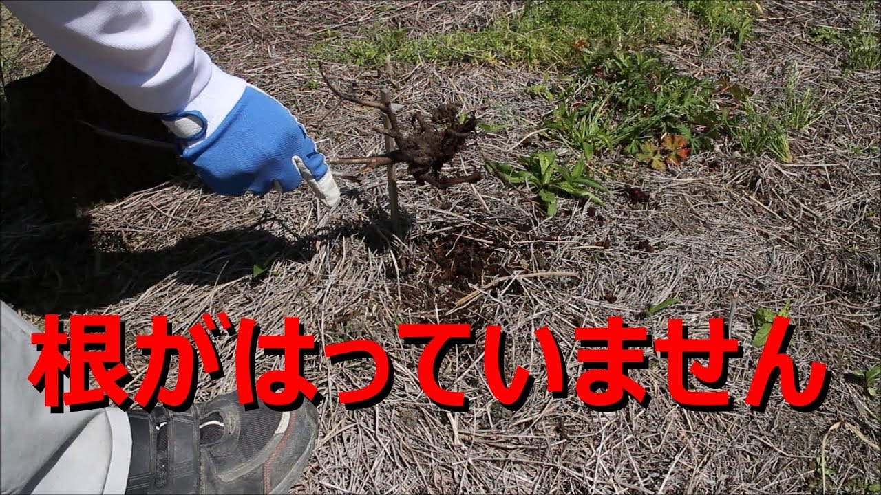 枯れたブルーベリーの植替え 家庭菜園 穴掘り Youtube