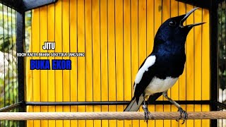 Download Lagu PANCINGAN KACER bahan SUSAH bunyi, KACER GACOR NGEPLONG bikin KACER MANAPUN ikut GACOR MP3