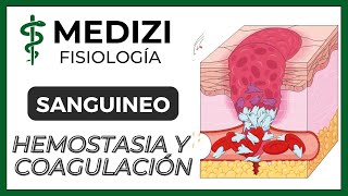 Clase 36 Fisiología Sanguínea - Hemostasia y coagulación (Plaquetas)