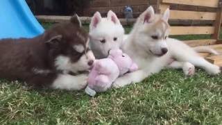 Too cute puppies! by Pure Siberian Husky 7,715 views 8 years ago 1 minute, 38 seconds