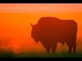 European Bison. Wild population from the middle Europe | Wildlife World