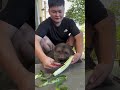 Xingxing Is Afraid Of Poison, So He Will Only Eat After I Eat First. #Cute #Monkey #Xingxing #Nature