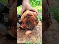 🪓🌱 Traditional Wild Root Bark Skinning Using Hand Cleaver