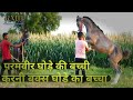Marwari horse||शाहरुख खान ने भी खरीदे लाइन के एक बच्ची और एक बच्चा अच्छी नस्ल के m.8347687118