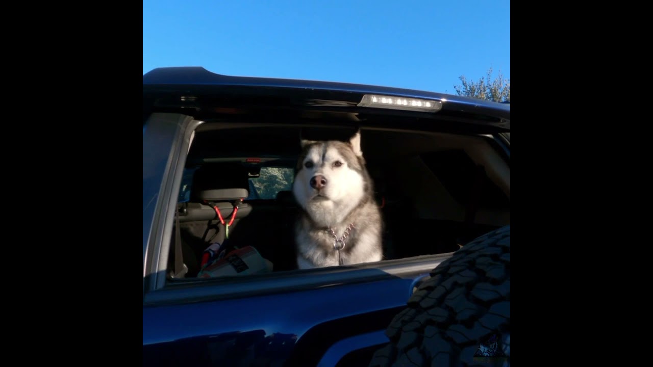 Trail Wolves Commercial