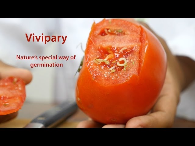 Viviparous Germination
