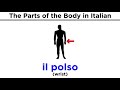 Italian Vocabulary: Parts of the Body