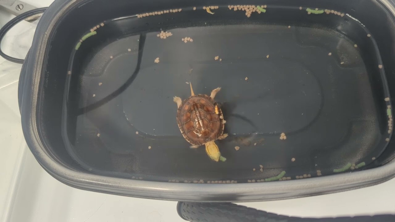Hatchling McCord's Box Turtle (Cuora mccordi) eating
