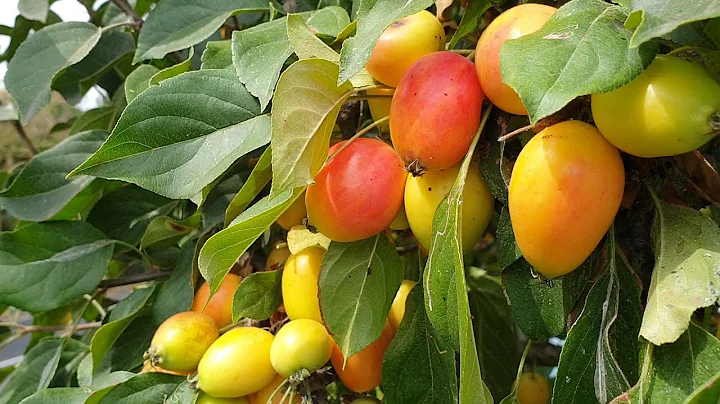 Malus sylvestris - Crab apple 'John Downie'