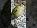 Pīwauwau: New Zealand’s Alpine living fossil #shorts #livingfossil #birds