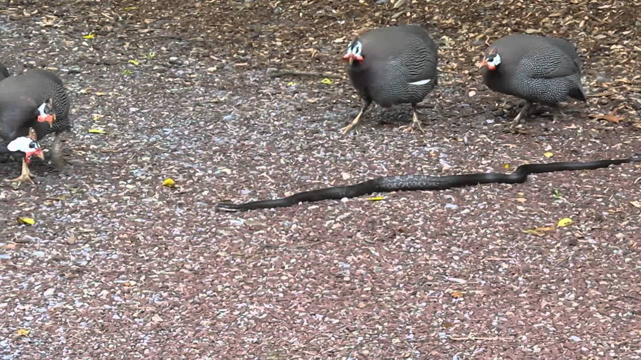 Guineas and snake