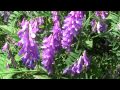 ♪#レーナマリア#一羽の雀#君の瞳に花を咲かせ、映像#野の花#なよくさふじ#赤つめ草#野鳥ヨシキリの鳴き声