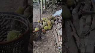 Durian Jatuhan Masak