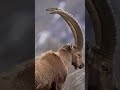 Escalando en Italia para fotografiar estos animales 🐐