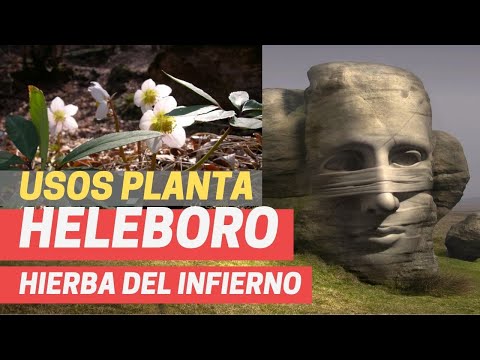 Video: ¿El eléboro es venenoso para los perros?