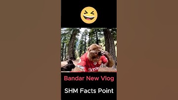 Bandar ka funny vlog Part 2 #monkeyvlog #monkeyvlogger #trending #shortsfeed #shorts #monkeyvideo