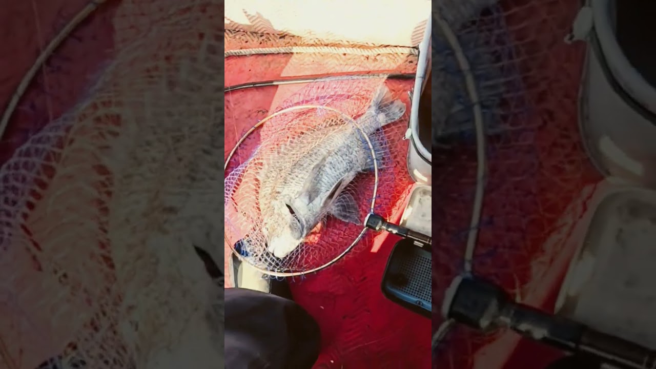 粗的 粗的 黑牛 縮圖