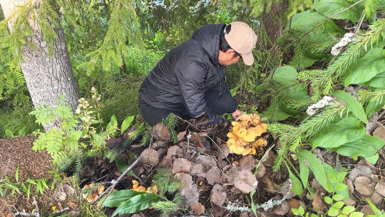 BIG WILD MUSHROOMS! PICK, CLEAN, COOK & EAT BIG CHANTERELLES! FORAGING, HUNTING, PICKING MUSHROOMS.