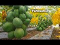 Papaya Production! HOW to Apply Fertilizer in Papaya? | Complete Guide