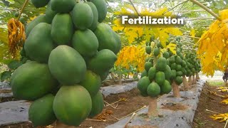 Papaya Production! HOW to Apply Fertilizer in Papaya? | Complete Guide screenshot 4