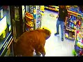 Bear in a gas station superchuffer