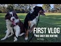#1 Vlog - Daily Dog Routine #1 Vlog - Daily Dog Routine