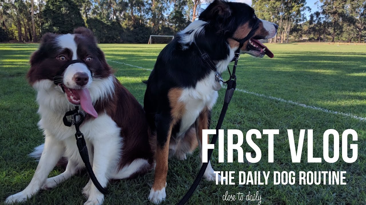 #1 Vlog - Daily Dog Routine
