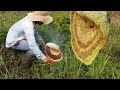 Take Bees In The Field - How To Get Honey Bee In Cambodia - Traditional Bee