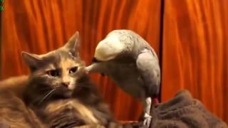 СМЕШНЫЕ ПРИКОЛЫ С ЖИВОТНЫМИ КОШКИ И ПОПУГАИ НОВЫЕ ПРИКОЛЫ 2015 СМЕШНЫЕ ПРИКОЛЫ С ЖИВОТНЫМИ КОШКИ И ПОПУГАИ НОВЫЕ ПРИКОЛЫ 2015