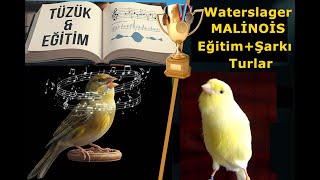 Waterslager Kanarya Tüzüğü ile Eğitim Rehberi: Mükemmel Su Seslerini Nasıl Öğretirsin?