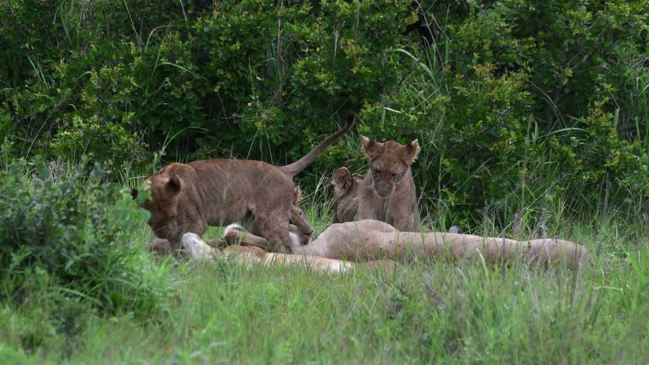 Closeup Lion Family Free Footage | Premium Video Footage | 4K