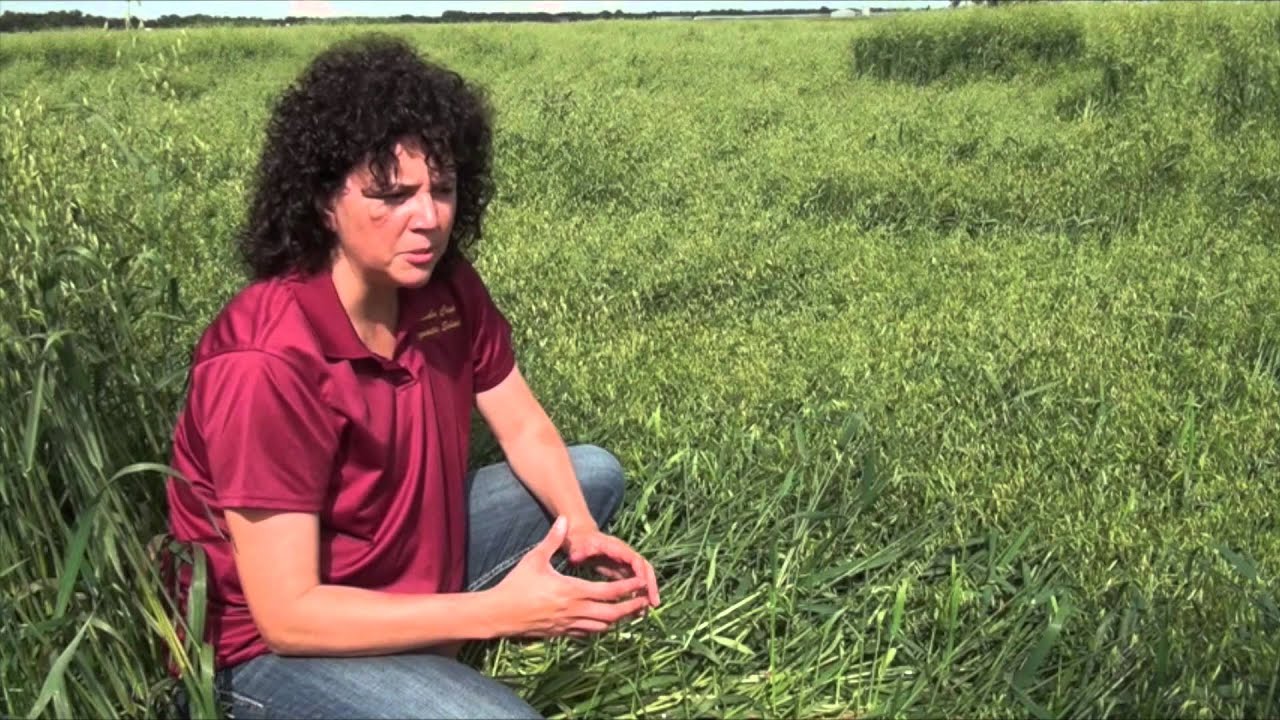 Crops Get Knocked Down; Will They Get Up Again? A Look at Impacts From Early Lodging