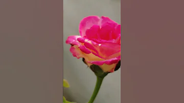 Roses Blooming Home Gardening Youtubeshorts Flowers Rosecaring Gardening 