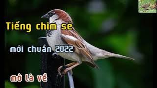 Tiếng chim sẻ dùng bẫy keo chuẩn mới nhất file 20 phút 2022