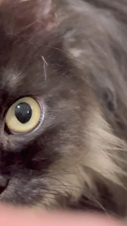 #oceaneyes #cat