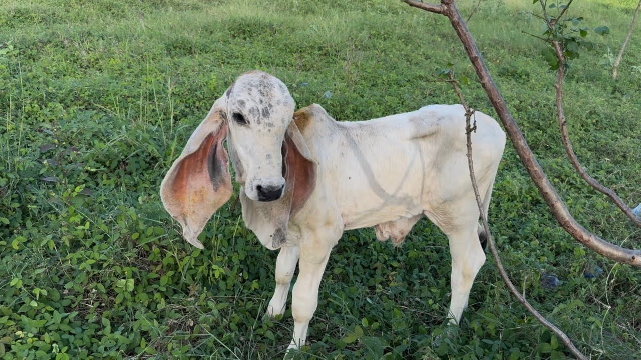 Ternero indubrasil se lo comieron los perros mira como lo dejaron Llegamos al casco de la hacienda