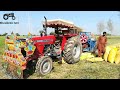 MF 385 Tractor Working On Thresher Machine With Ultimate Engine Power