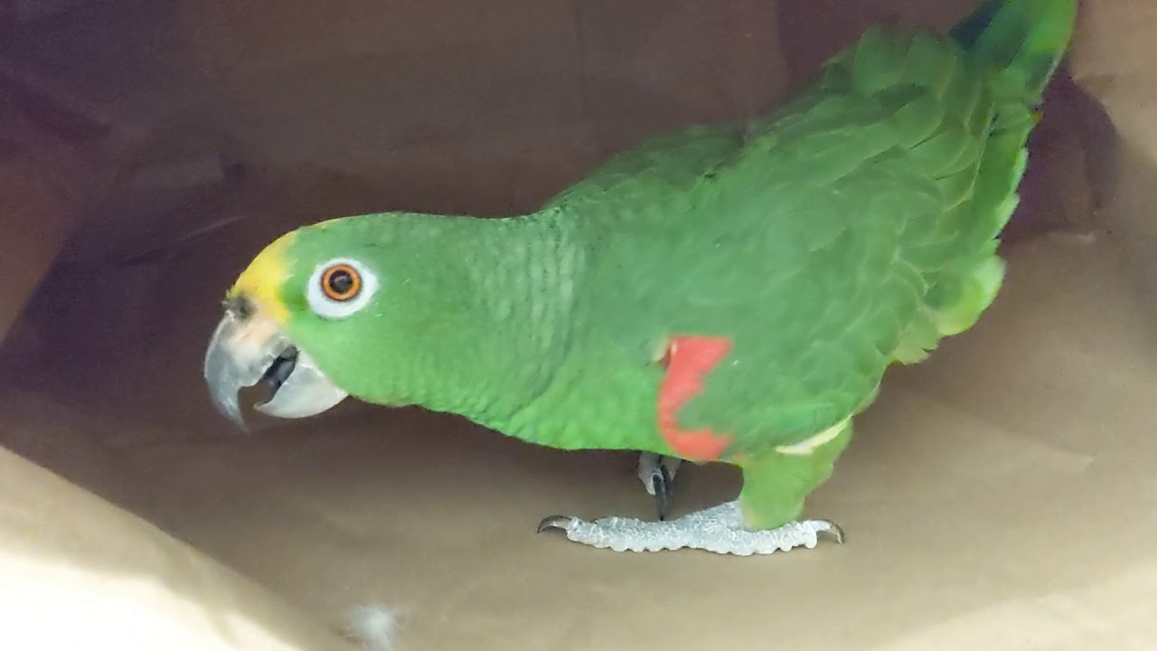 Freedom the Parrot & Sounds of Joy in Paper Bag Nest! Hilton Head