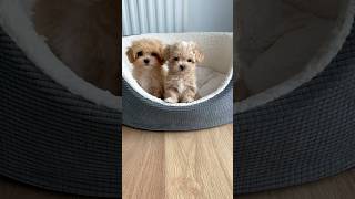 2 CUTE Maltipoo Puppies BARKING as NOT HAPPY today#cutepuppies #puppies #maltipoo #short #cute