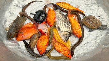 Kem Chanel lái xe công nông chở các con vật, con cá, cá chép, con trai trai, cá vàng, cá da trơn.