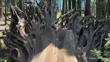 An Amazing Walk on a Dead Sequoia Tree Fallen across the Crescent Meadow at Sequoia National Park 4K
