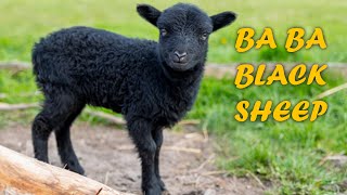 REALISTIC RHYME | BA BA BLACK SHEEP