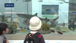 沖縄の海を満喫！　銀座に大型水槽がお目見え