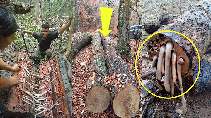 10 Arbres Dangereux Que Vous Ne Devriez Jamais Toucher