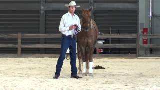 Waler Legacy  Coronation 3