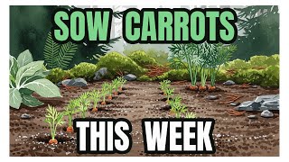 PNW Carrots: Direct Sowing During the May Heat Spike