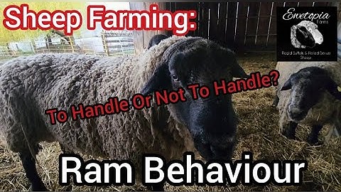 Sheep Farming: Ram Behaviour  - To Handle Or Not To Handle? |May 2022