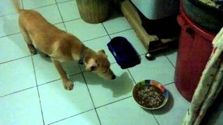 Aria Eating Control