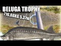 Russian fishing 4 rf4 akhtuba river beluga trophy 3 71688kg action profit and cost