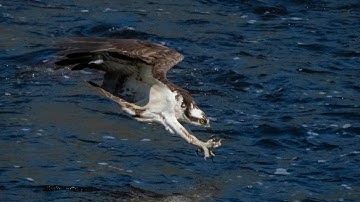 The Slow Motion Beauty and Skill of an Ospreys Dive: Wild Birds Revealed